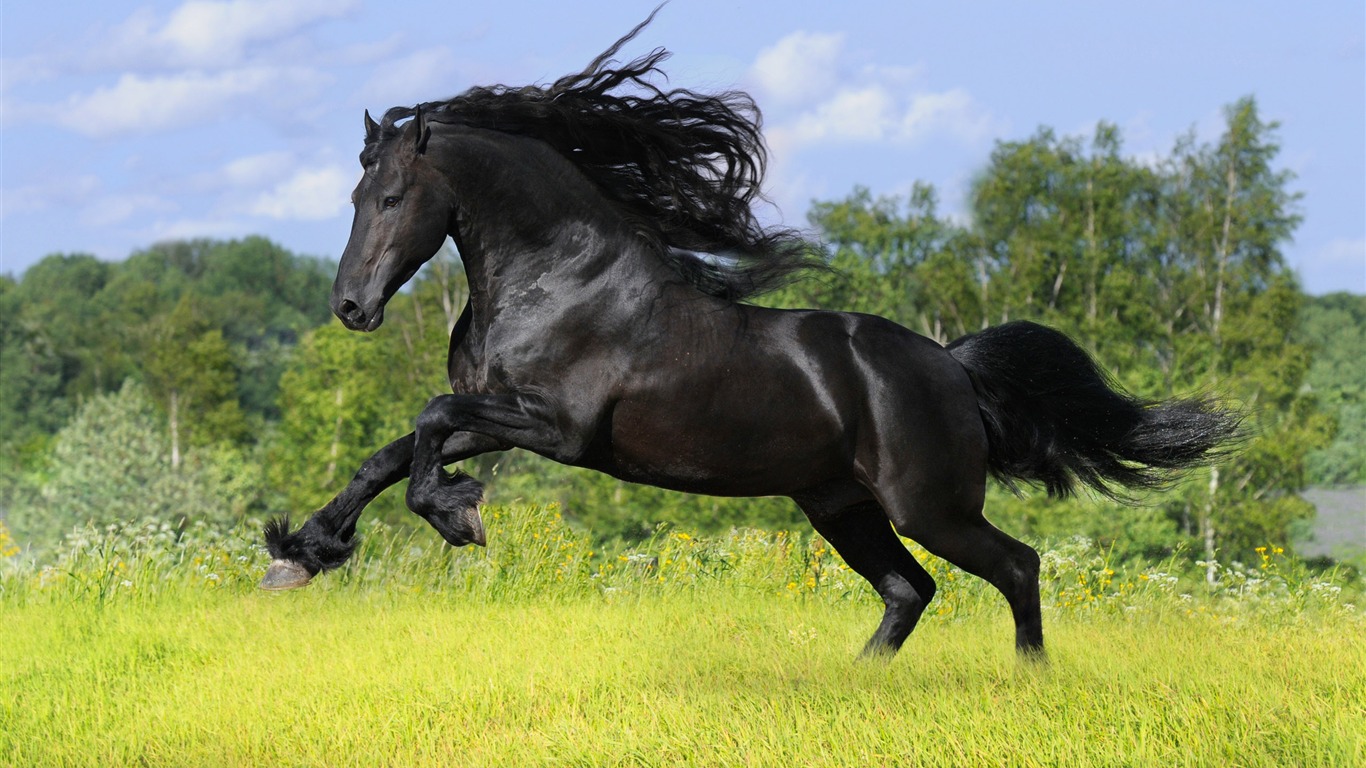 Caballo Super fotografía de fondo (1) #20 - 1366x768