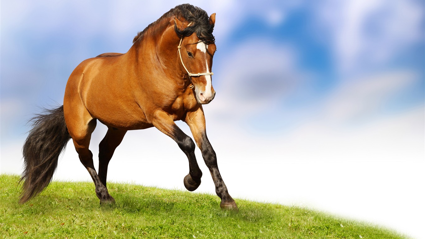 Super horse photo wallpaper (2) #1 - 1366x768