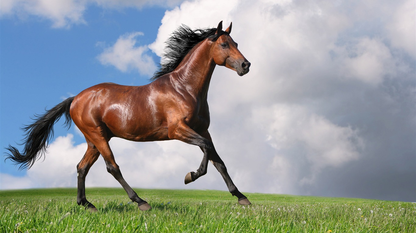 Super horse photo wallpaper (2) #2 - 1366x768