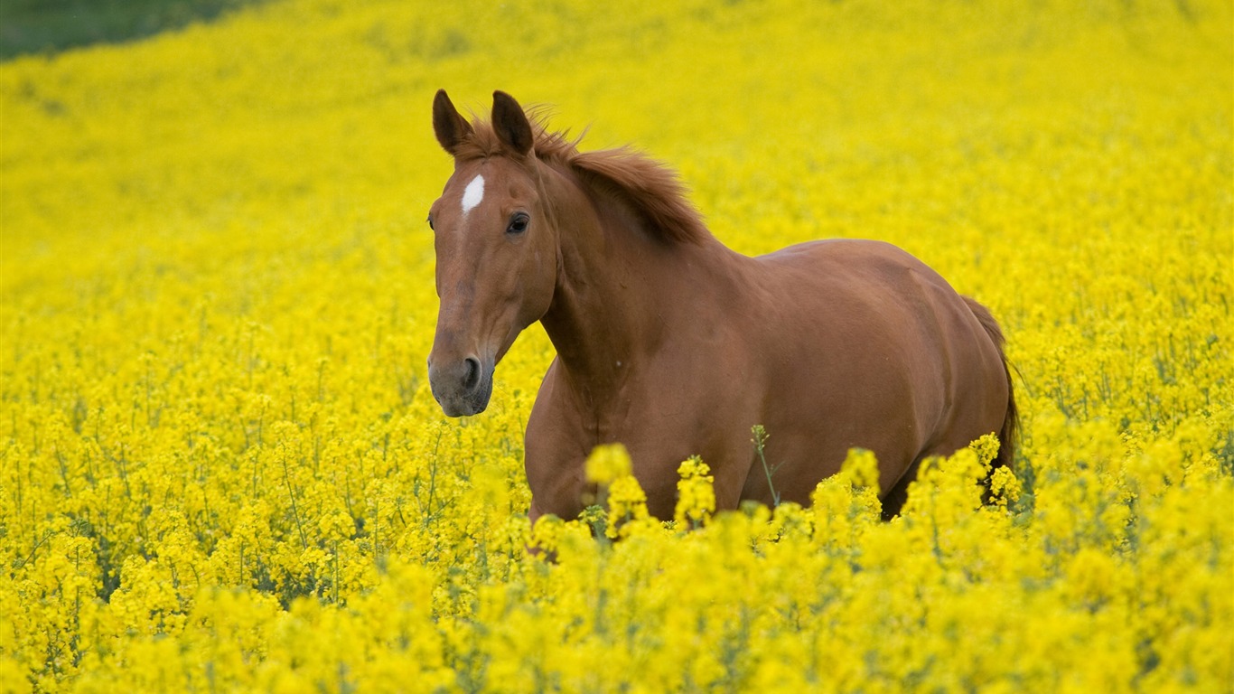 Super Pferd Fototapete (2) #3 - 1366x768