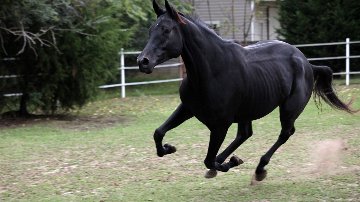 Super horse photo wallpaper (2) #4 - 1366x768