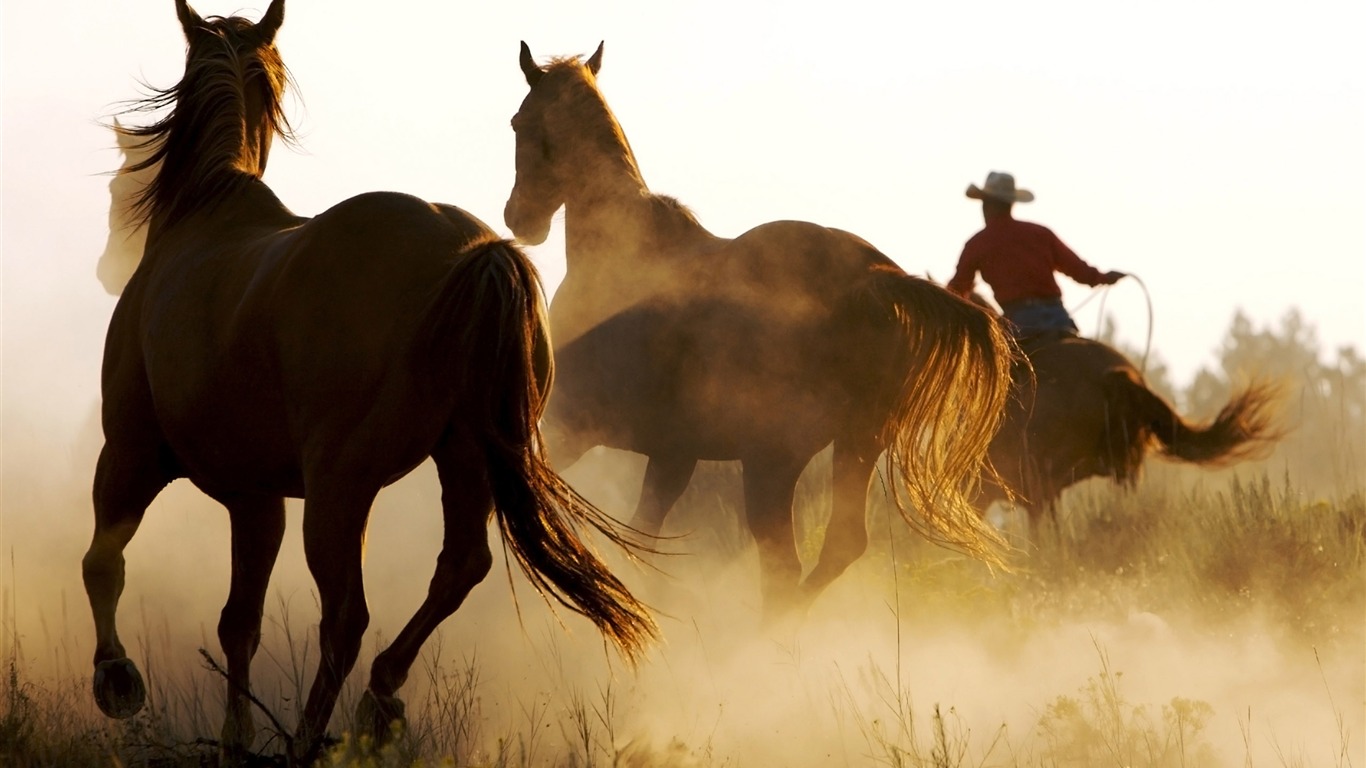 Caballo Super fotografía de fondo (2) #5 - 1366x768