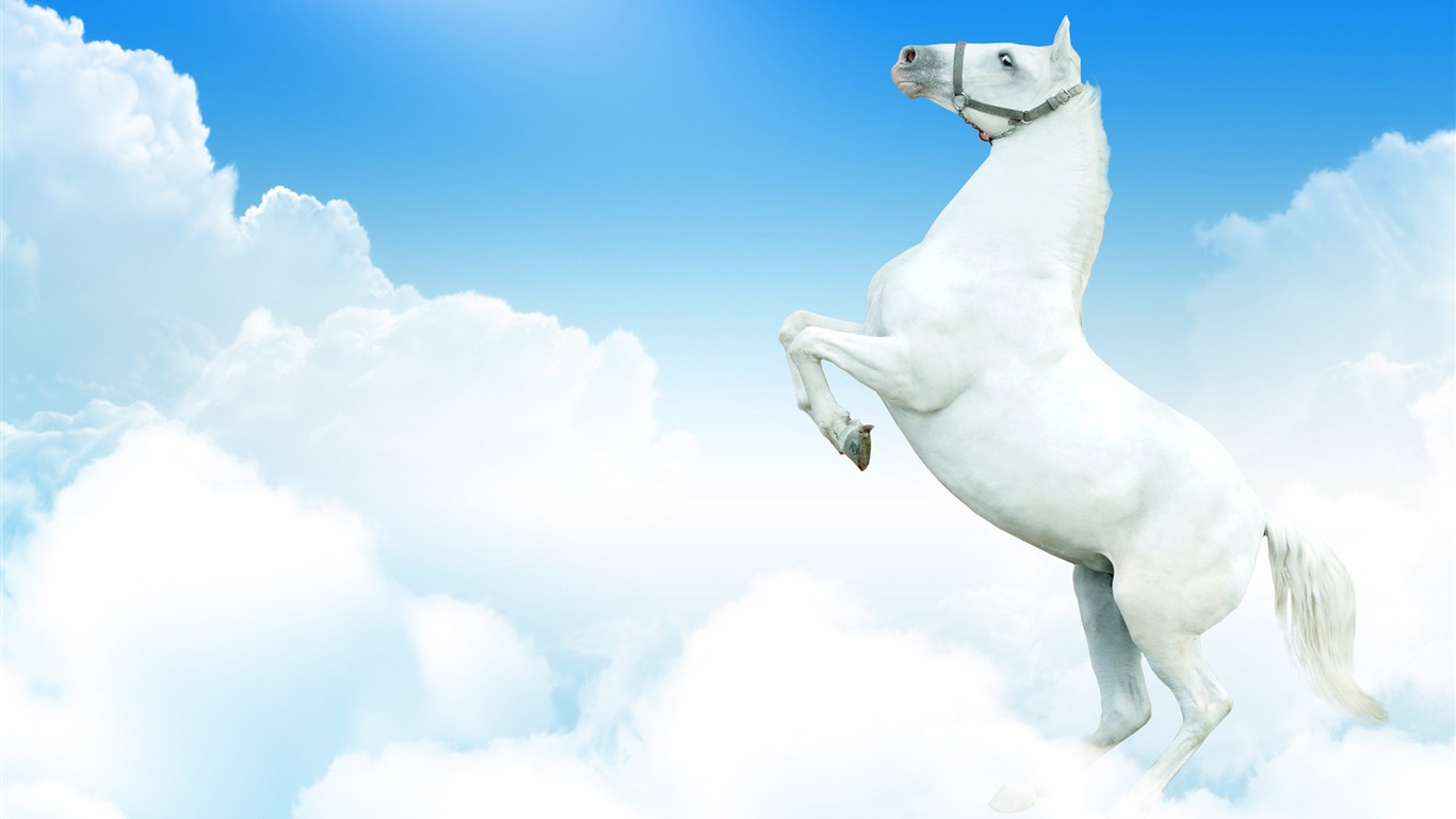 Super horse photo wallpaper (2) #7 - 1366x768