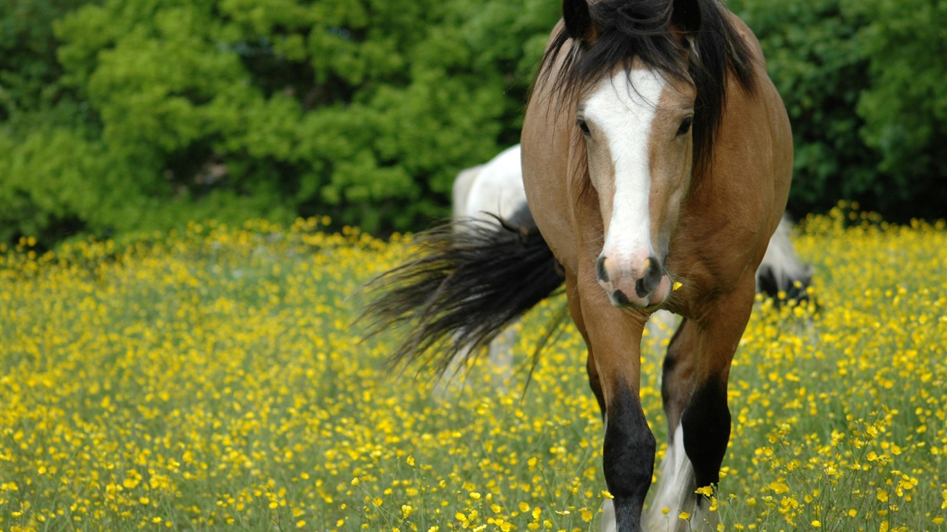 Caballo Super fotografía de fondo (2) #8 - 1366x768