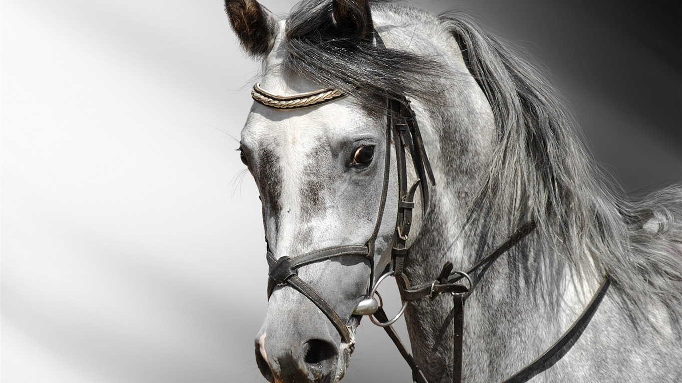 Super horse photo wallpaper (2) #9 - 1366x768