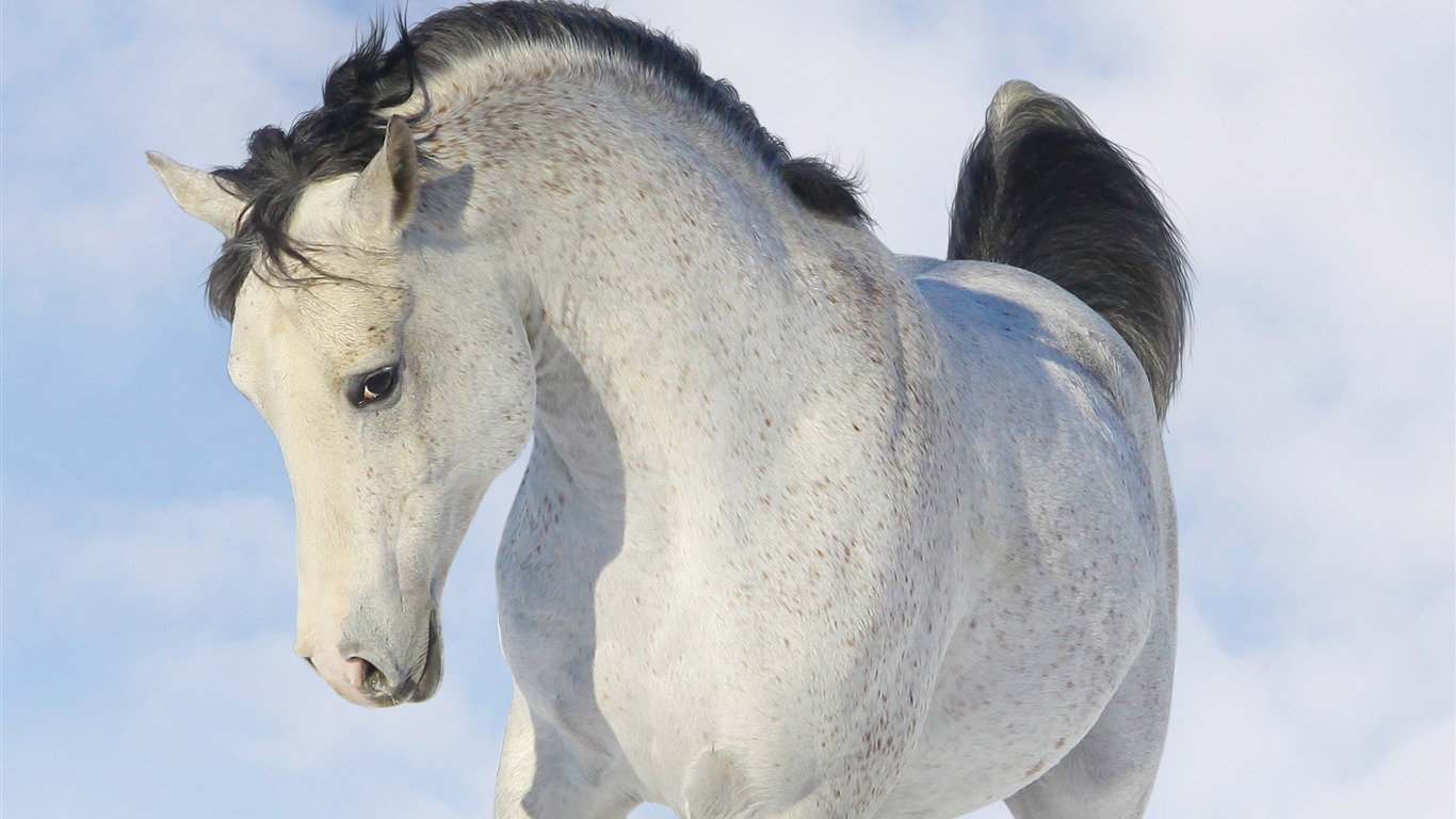 Super horse photo wallpaper (2) #13 - 1366x768