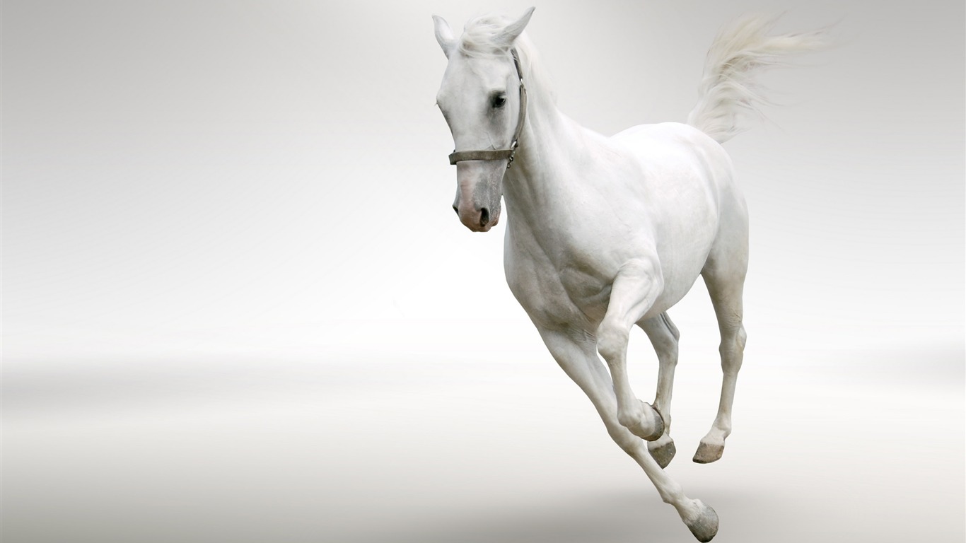 Super horse photo wallpaper (2) #14 - 1366x768