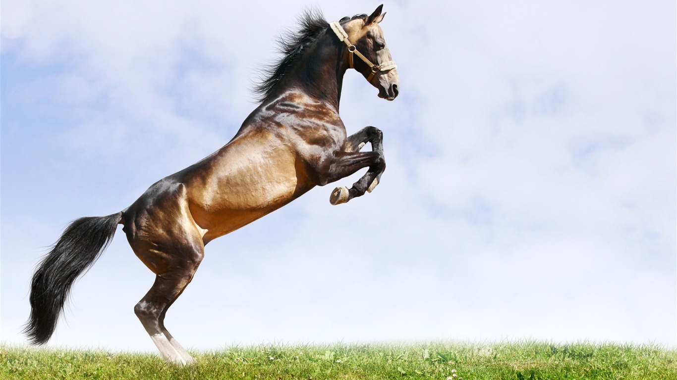 Super horse photo wallpaper (2) #15 - 1366x768