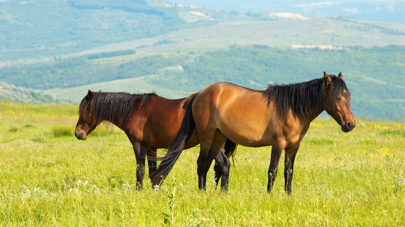 Super horse photo wallpaper (2) #16 - 1366x768