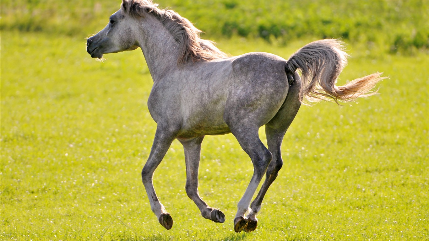 Super horse photo wallpaper (2) #18 - 1366x768