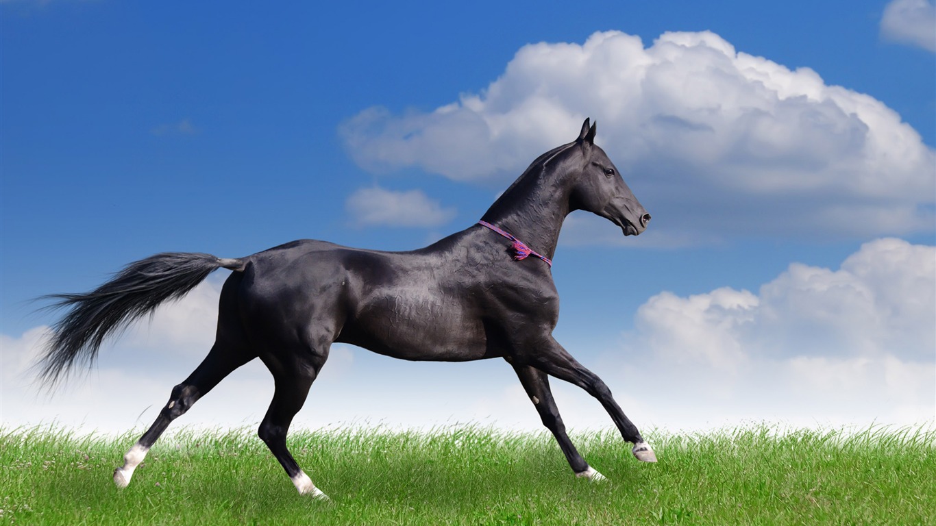 Super horse photo wallpaper (2) #19 - 1366x768