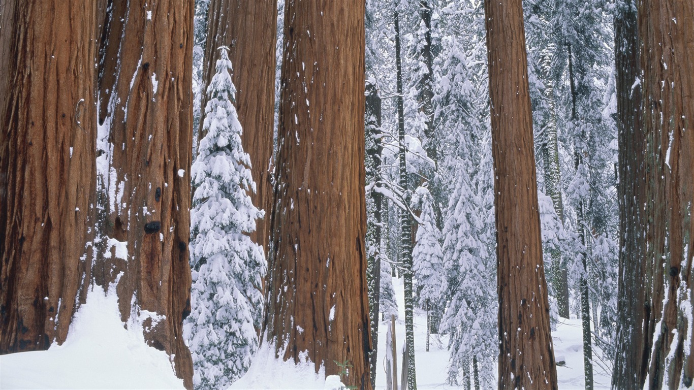 寬屏雪景 壁紙(三) #17 - 1366x768