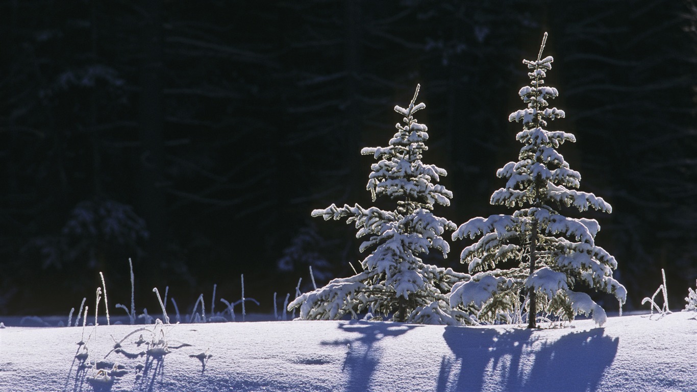 宽屏雪景 壁纸(四)8 - 1366x768