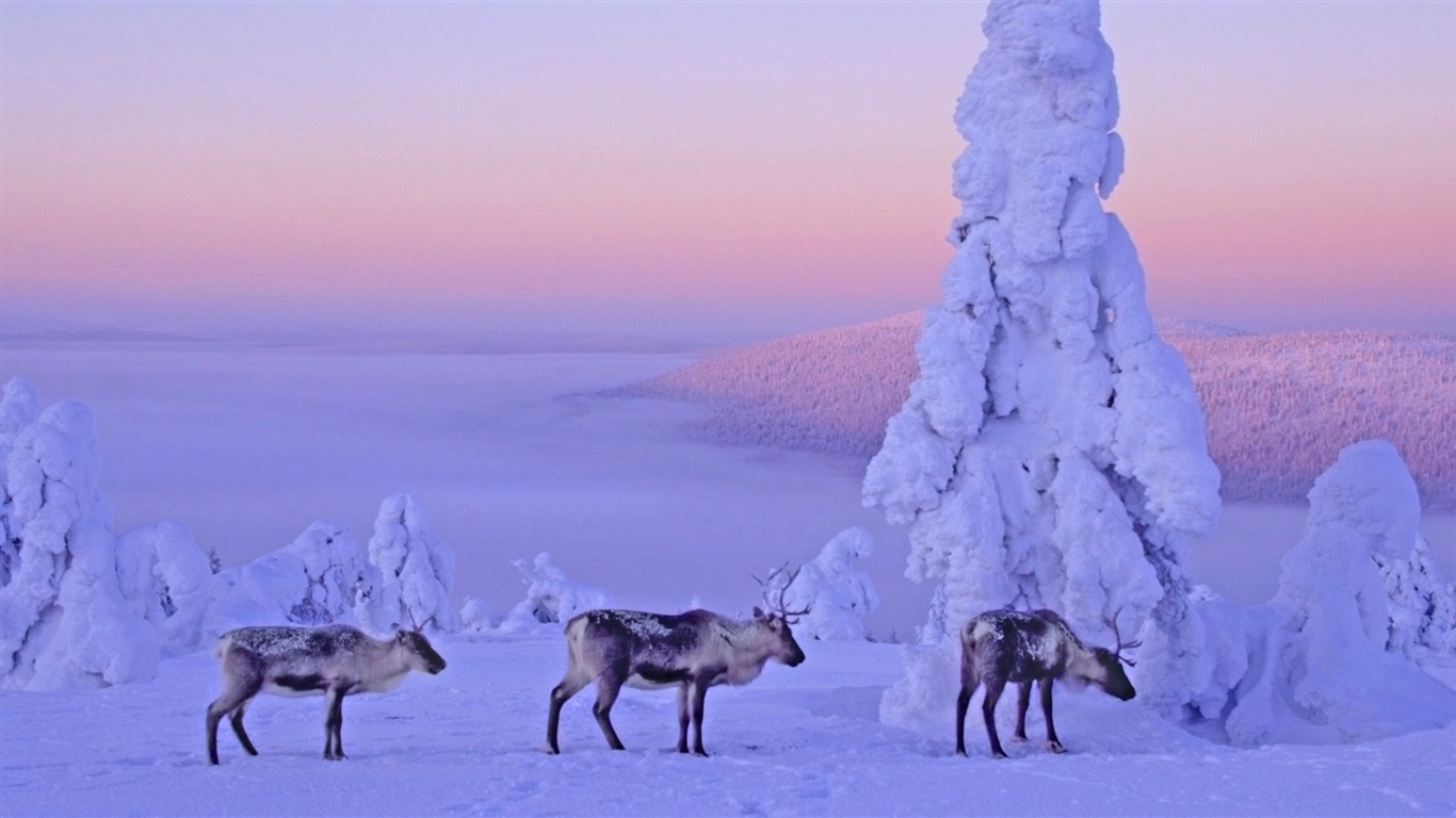 寬屏雪景 壁紙(四) #17 - 1366x768