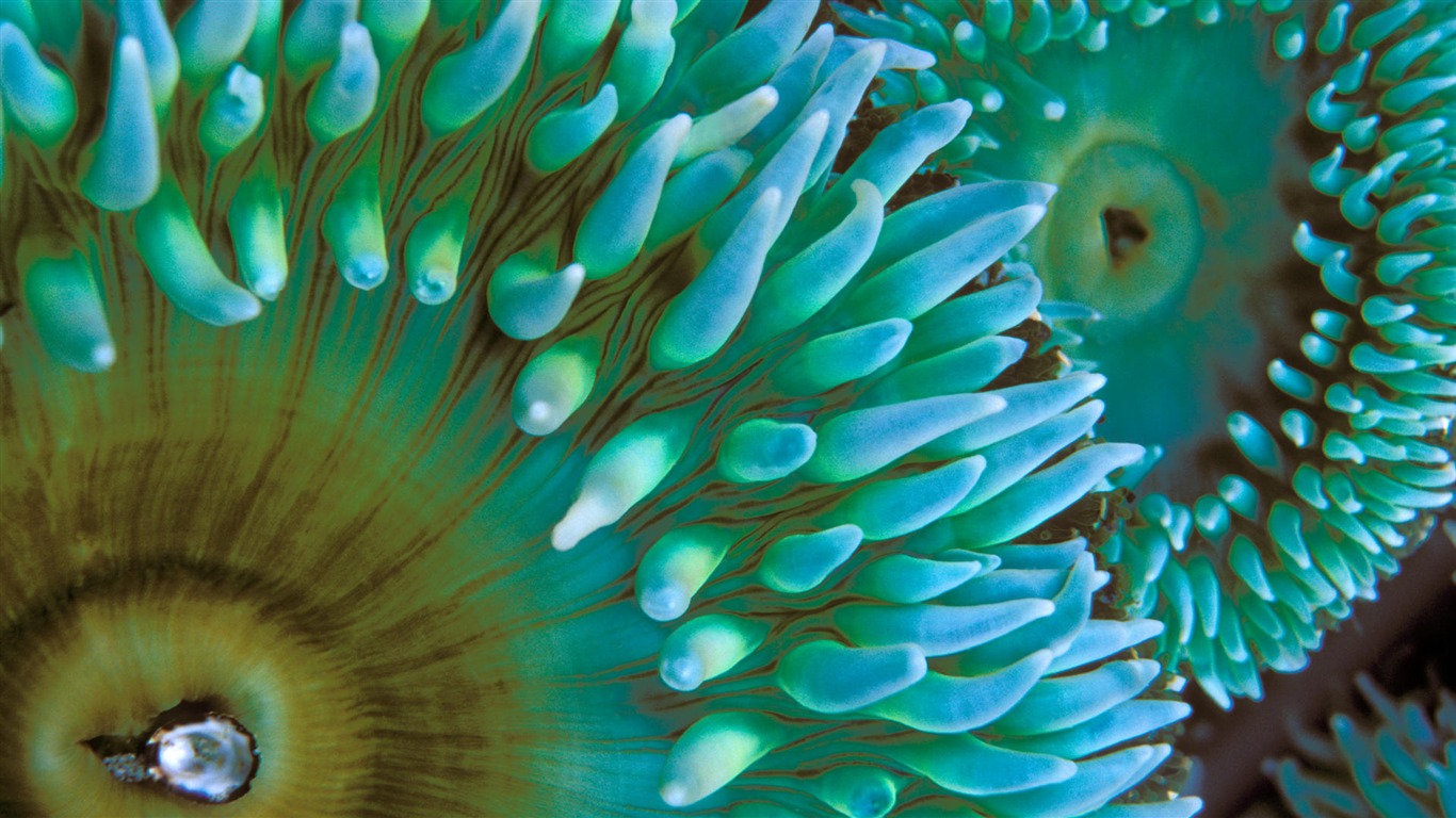 Zábava Underwater World (8) #6 - 1366x768