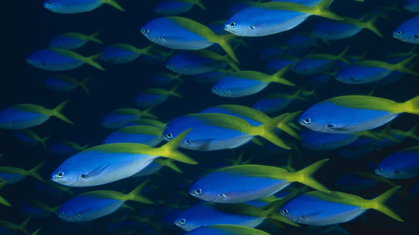 Fun Underwater World (8) #9 - 1366x768