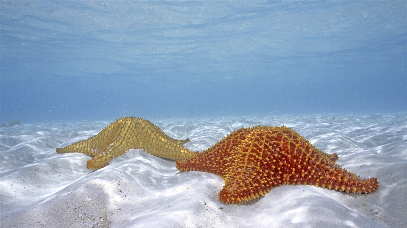繽紛海底世界(八) #12 - 1366x768