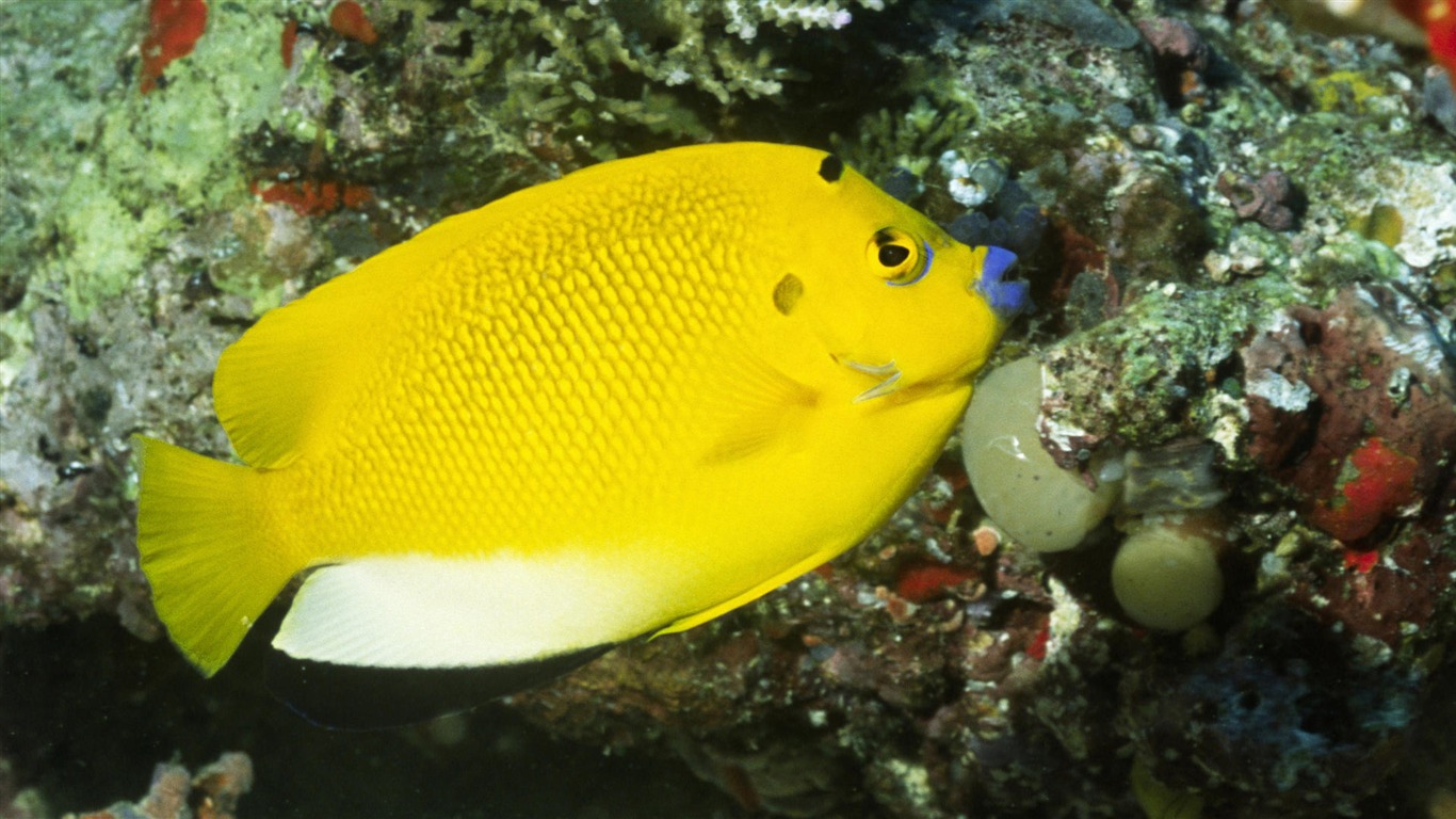 Zábava Underwater World (8) #13 - 1366x768