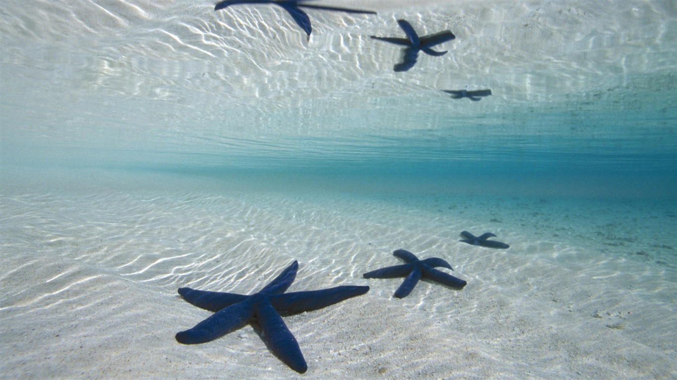 繽紛海底世界(七) #7 - 1366x768
