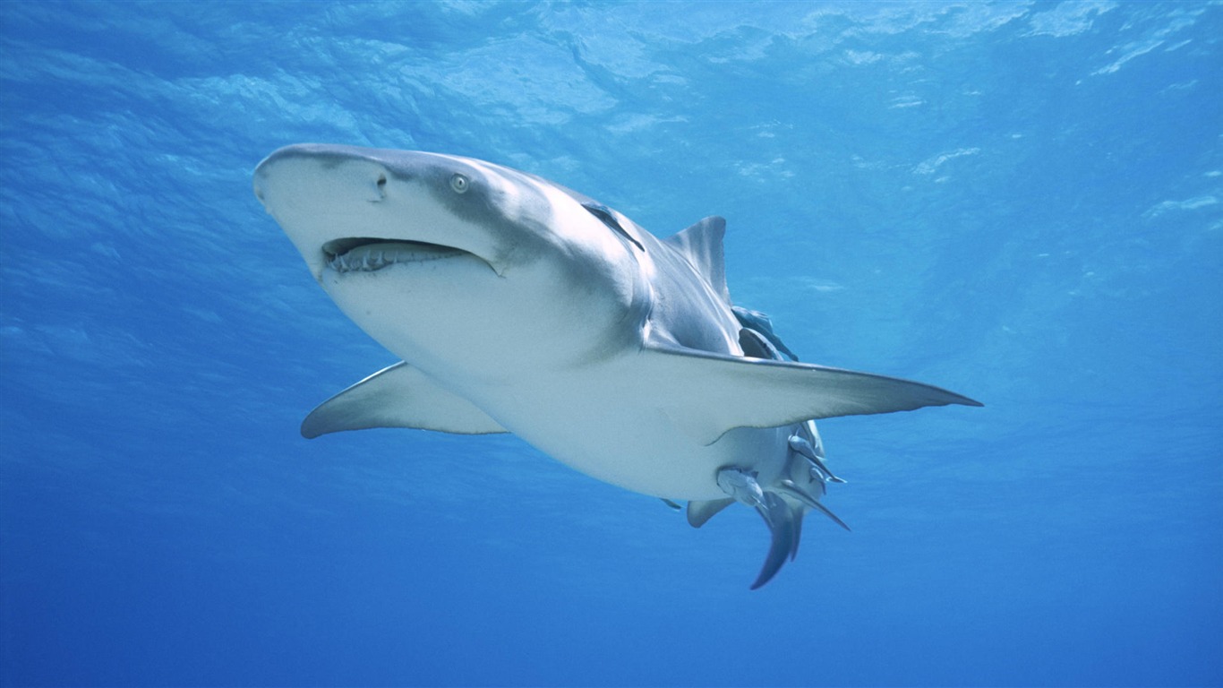 Zábava Underwater World (7) #10 - 1366x768