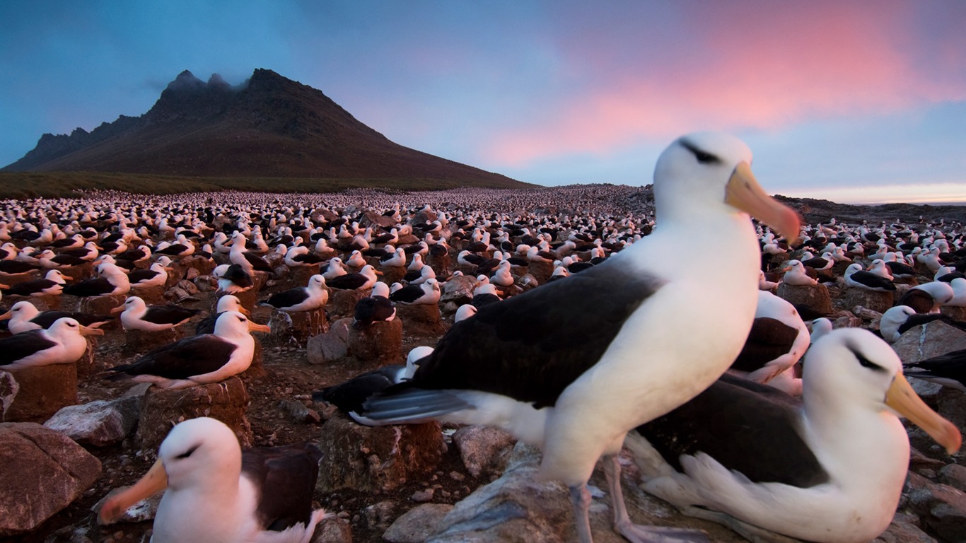 National Geographic album papier peint des animaux (8) #5 - 1366x768