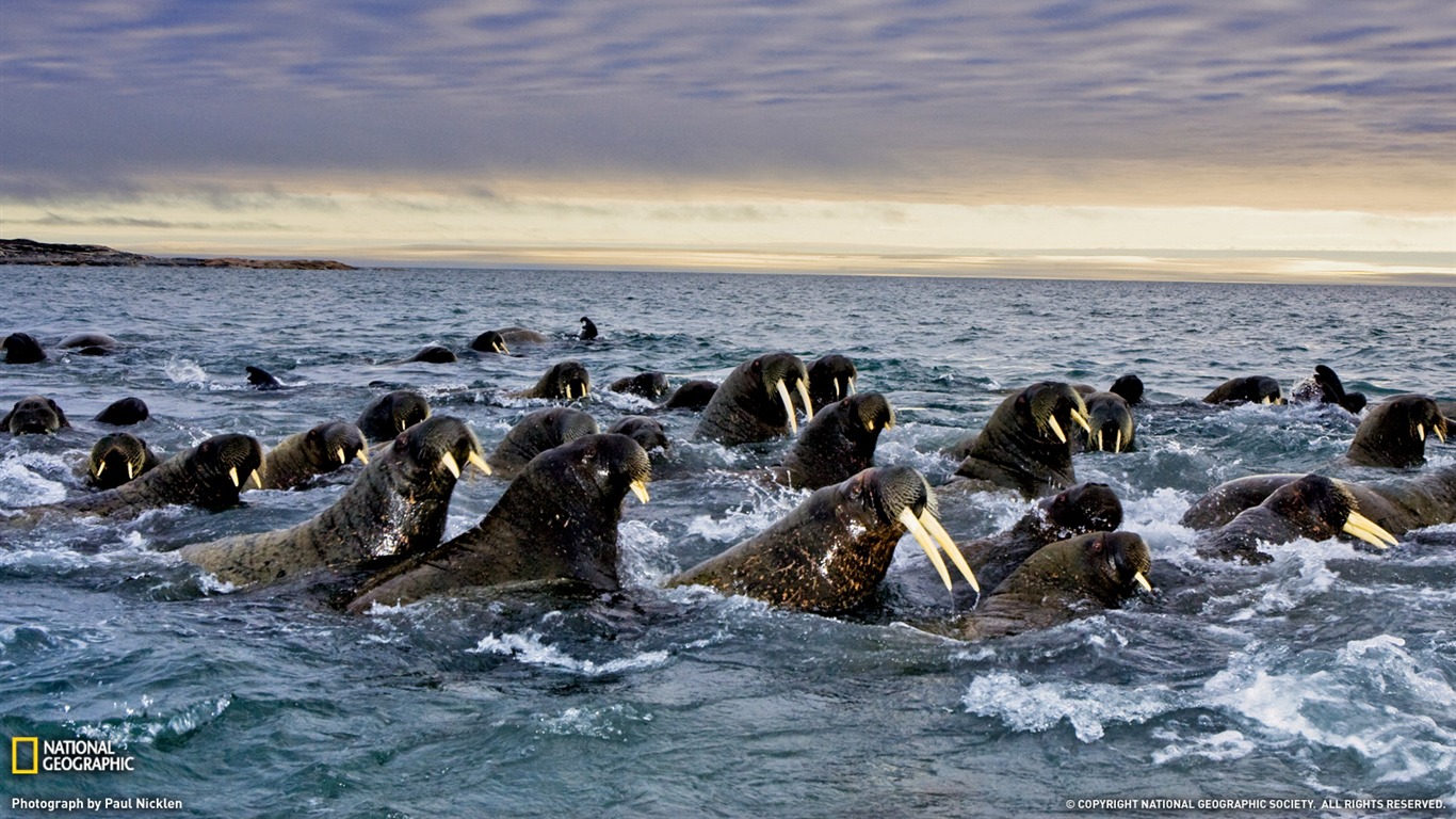 National Geographic zvířecí tapety album (8) #9 - 1366x768