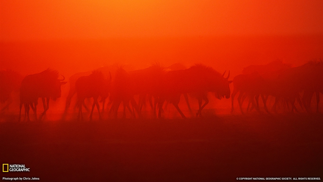 National Geographic album papier peint des animaux (8) #10 - 1366x768