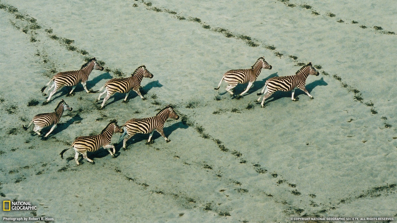 國家地理 動物壁紙專輯(八) #11 - 1366x768