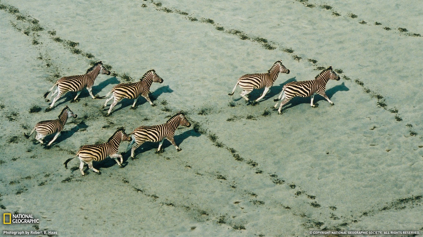 National Geographic album papier peint des animaux (8) #11 - 1366x768