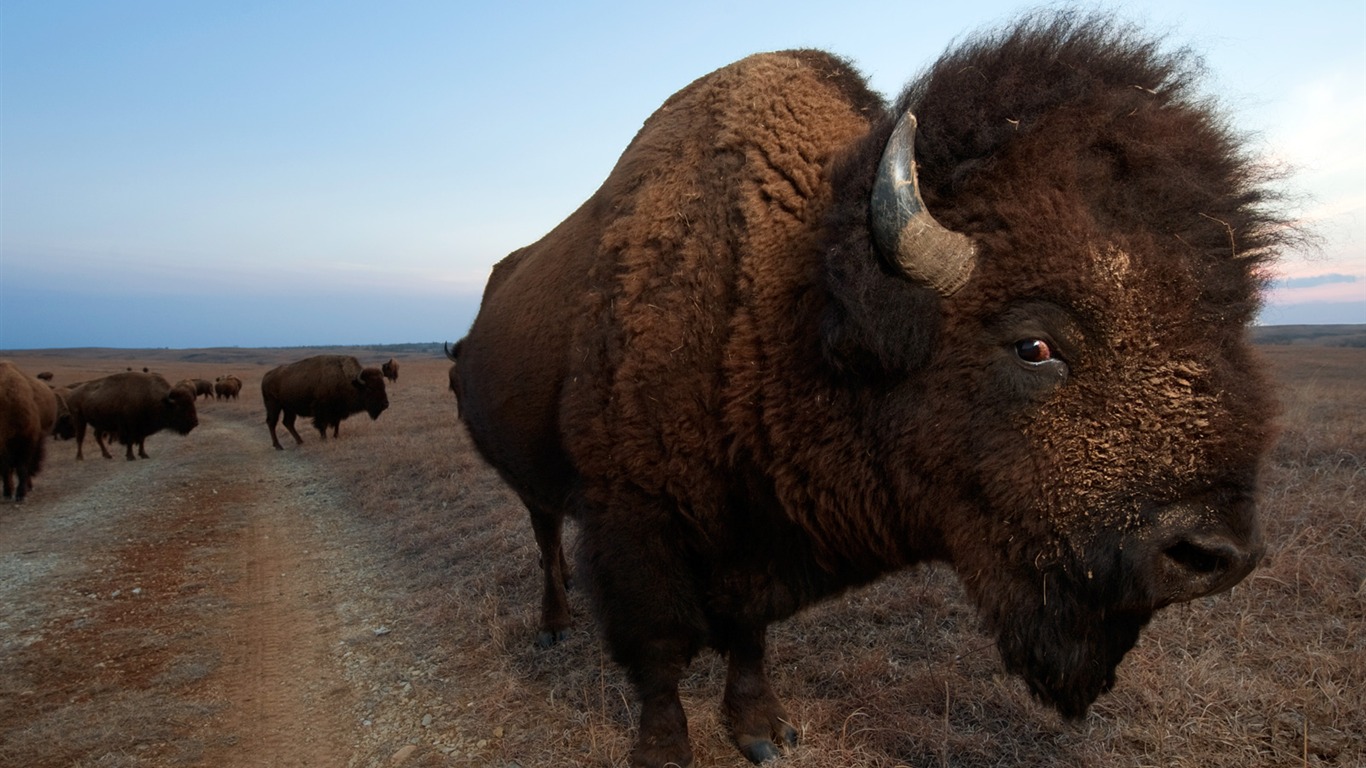 National Geographic animal wallpaper album (8) #13 - 1366x768