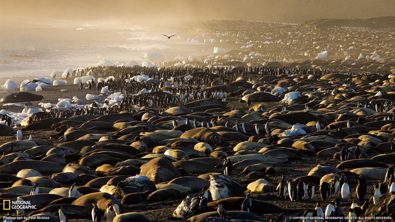 National Geographic animal wallpaper album (8) #15 - 1366x768