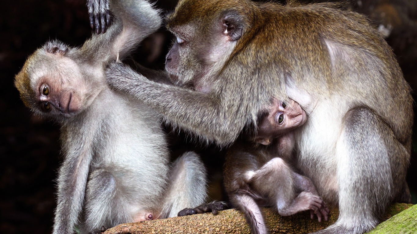 National Geographic album papier peint des animaux (8) #16 - 1366x768