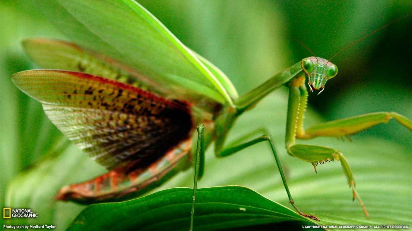 National Geographic zvířecí tapety album (9) #1 - 1366x768