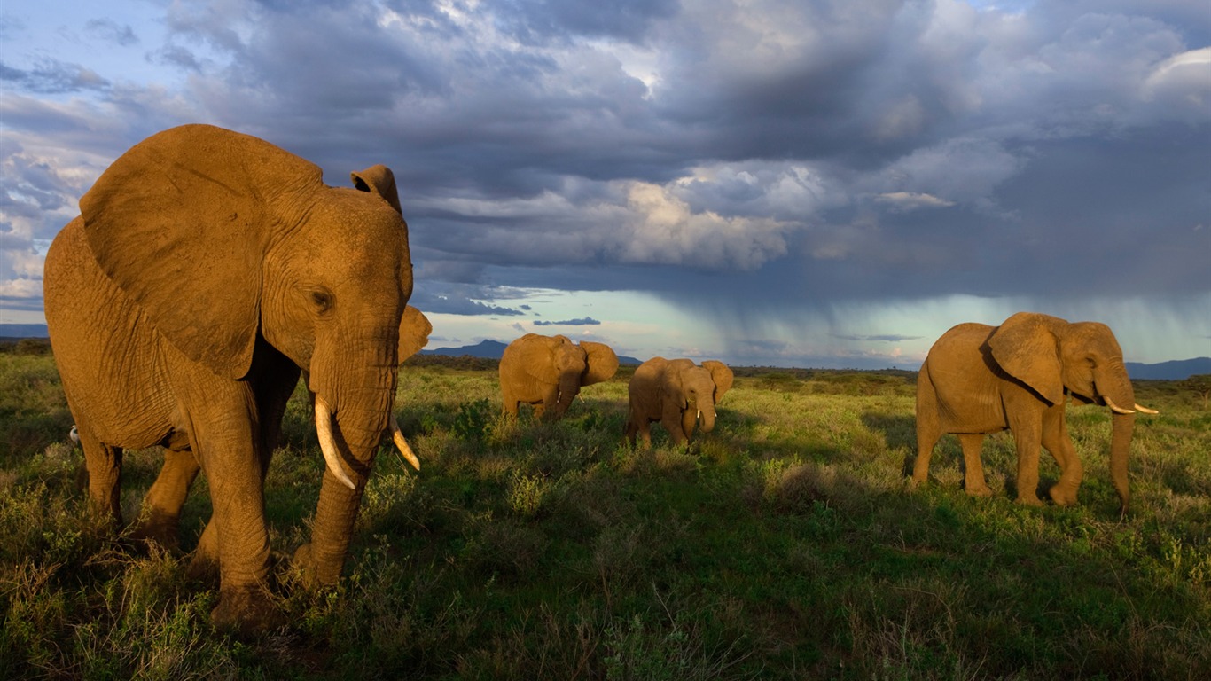 National Geographic животных обои альбом (9) #3 - 1366x768