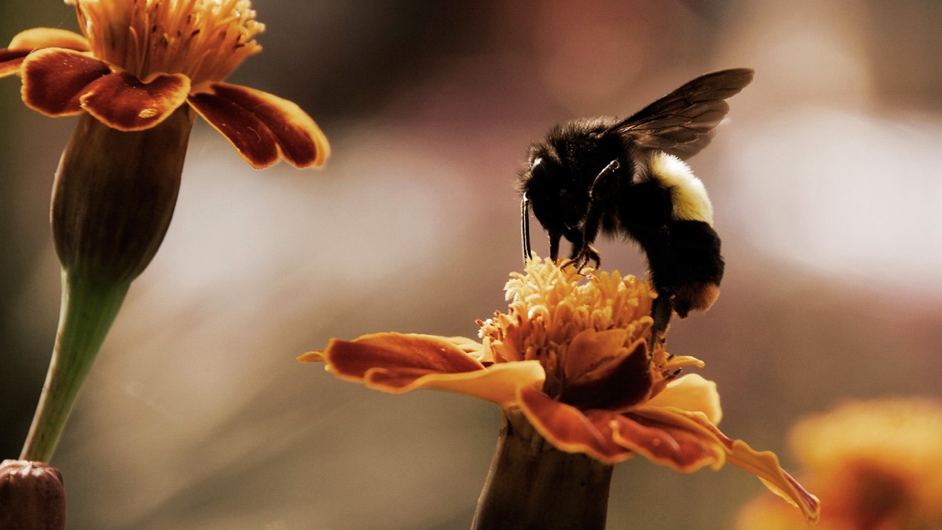 National Geographic zvířecí tapety album (9) #9 - 1366x768