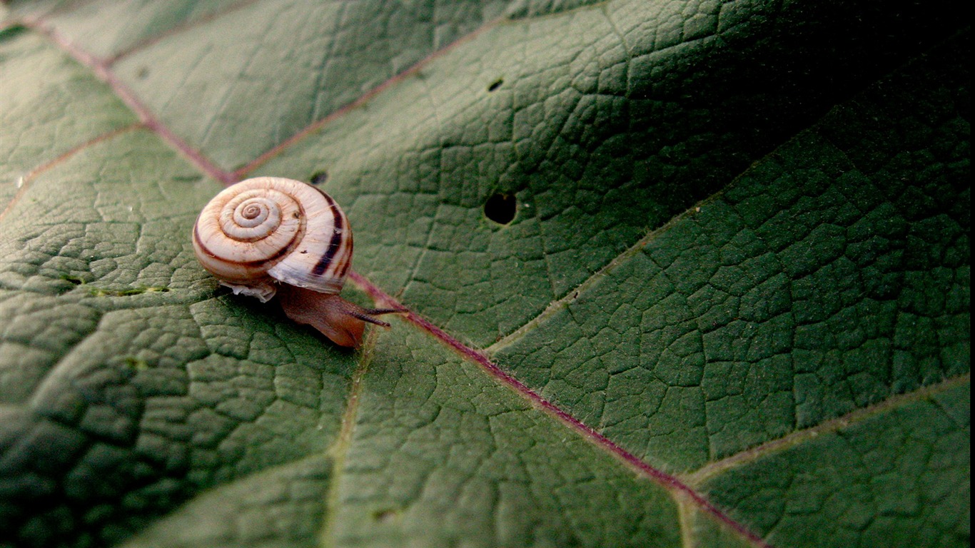 National Geographic animal wallpaper album (9) #11 - 1366x768