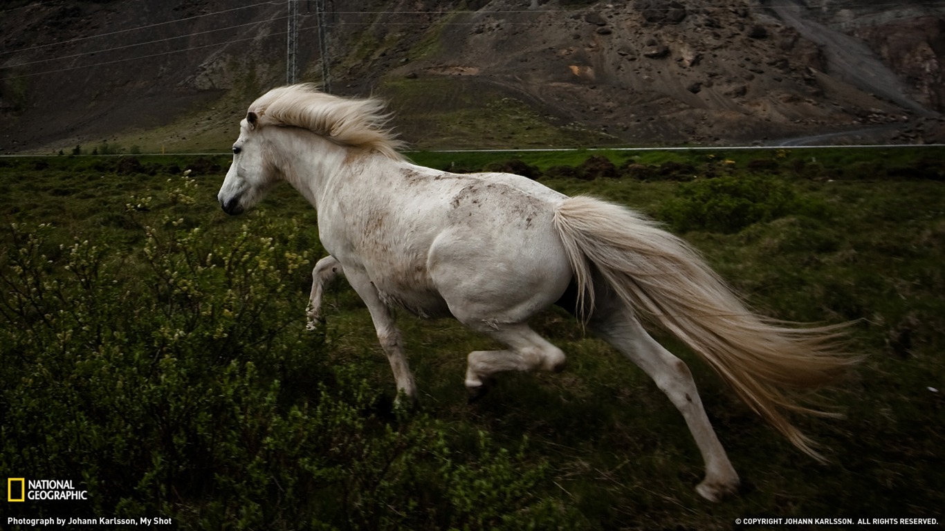 National Geographic album papier peint des animaux (9) #13 - 1366x768