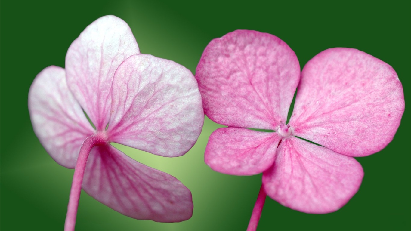 Pairs of flowers and green leaves wallpaper (1) #1 - 1366x768