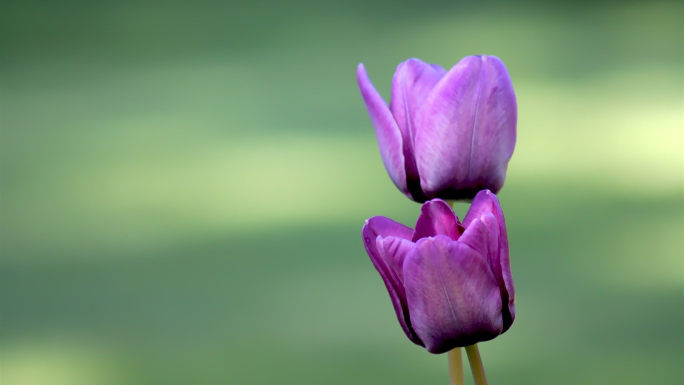 Pairs of flowers and green leaves wallpaper (1) #2 - 1366x768