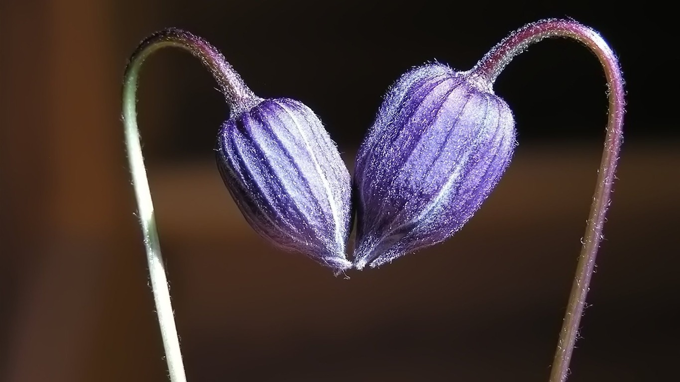 成雙的花兒和綠葉 壁紙(一) #3 - 1366x768