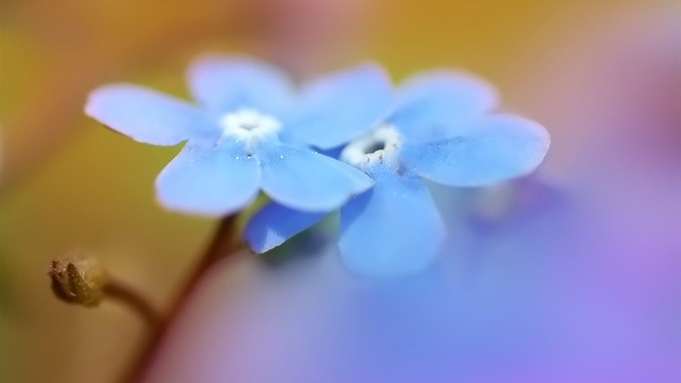 Pairs of flowers and green leaves wallpaper (1) #5 - 1366x768