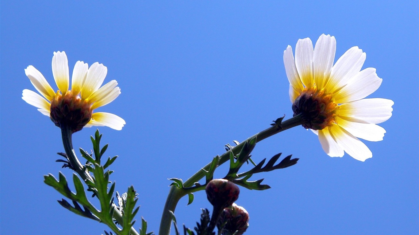 Pairs of flowers and green leaves wallpaper (1) #6 - 1366x768