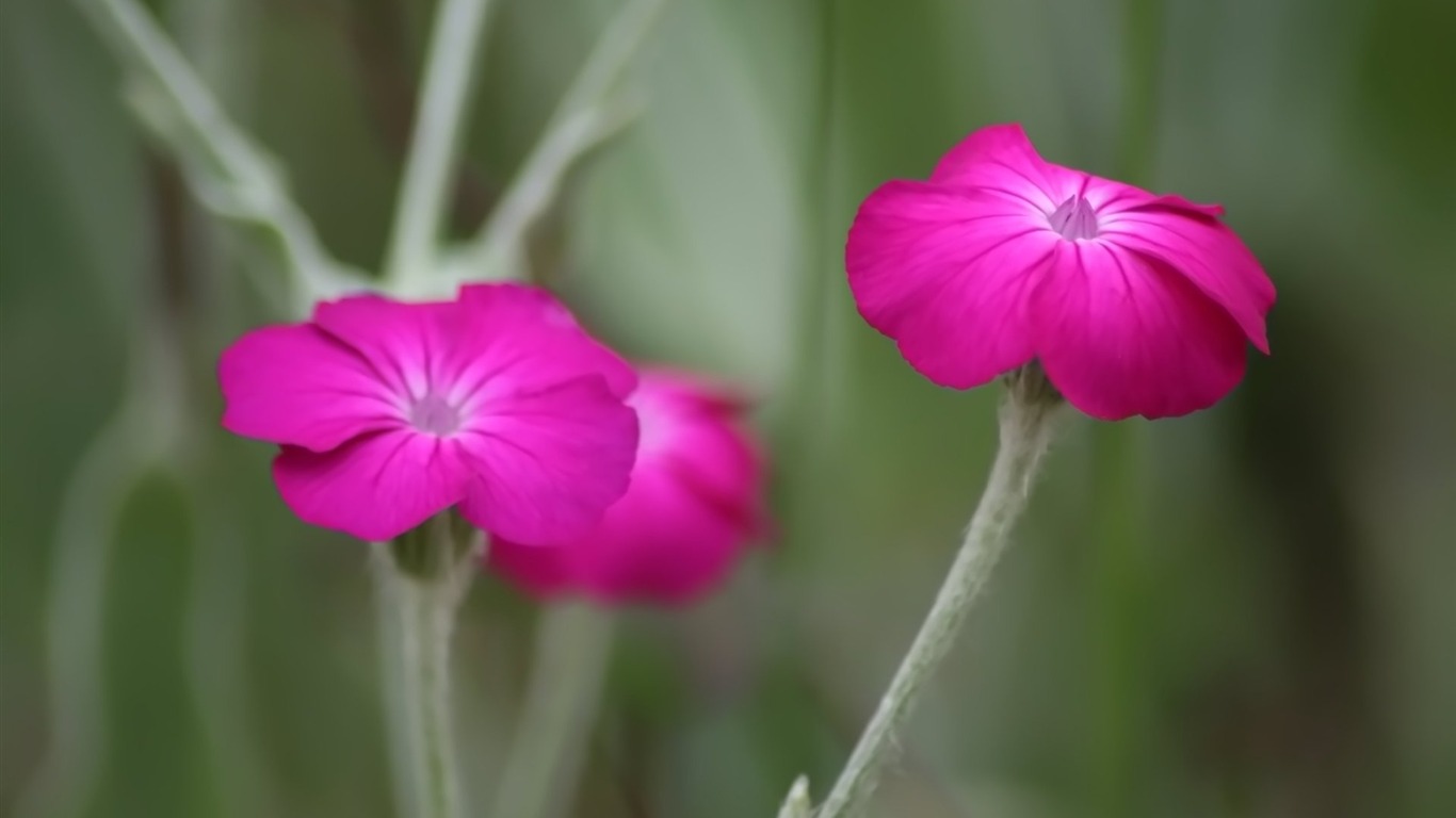 Pairs of flowers and green leaves wallpaper (1) #7 - 1366x768