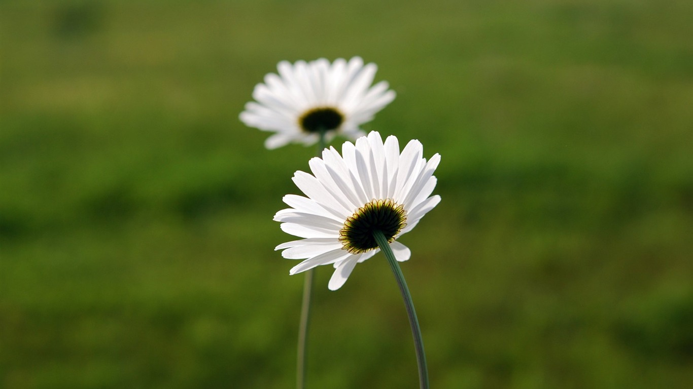 Pairs of flowers and green leaves wallpaper (1) #9 - 1366x768