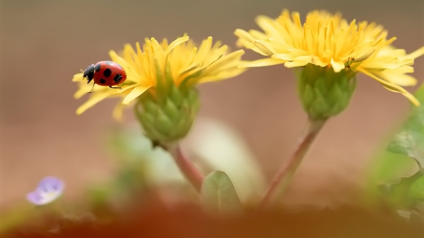 Pairs of flowers and green leaves wallpaper (1) #10 - 1366x768