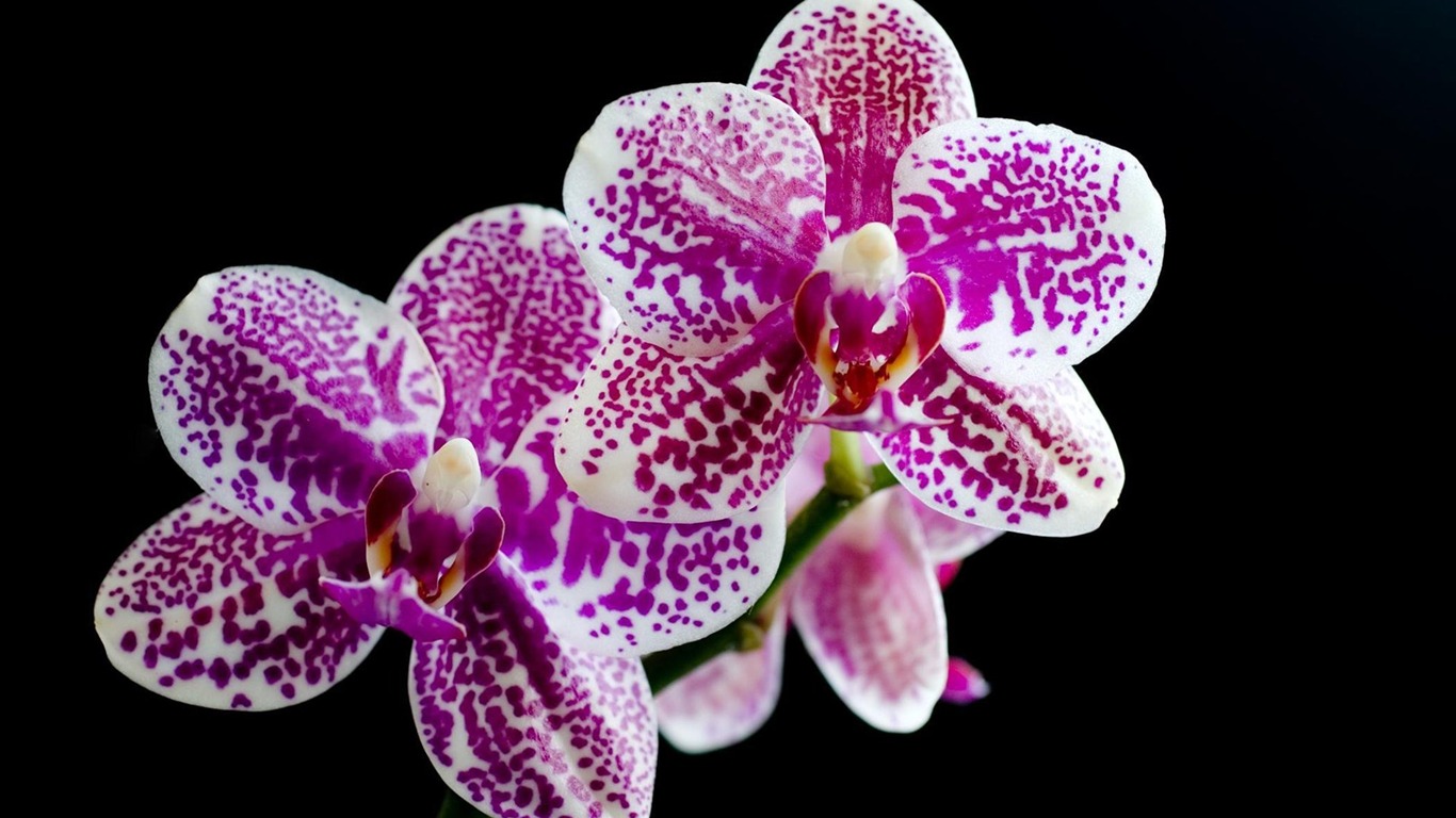 成雙的花兒和綠葉 壁紙(一) #11 - 1366x768