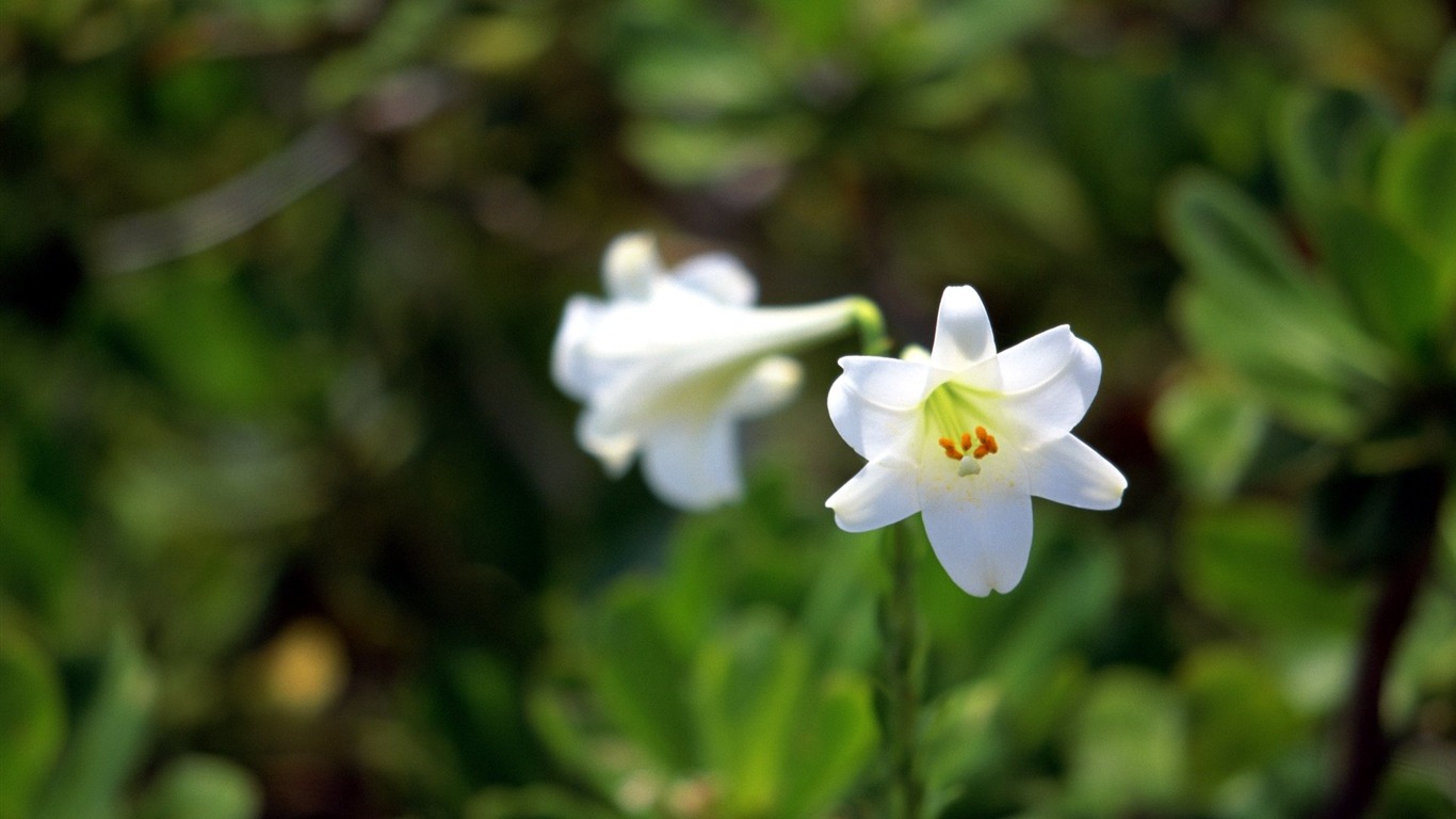 Pairs of flowers and green leaves wallpaper (1) #13 - 1366x768