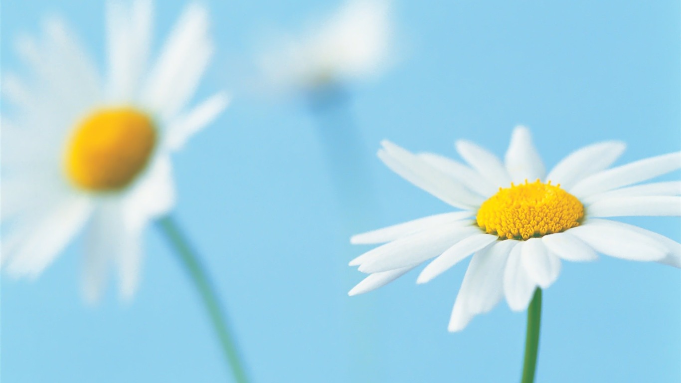 Pairs of flowers and green leaves wallpaper (1) #14 - 1366x768