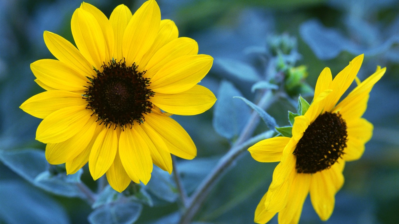 Pairs of flowers and green leaves wallpaper (1) #16 - 1366x768