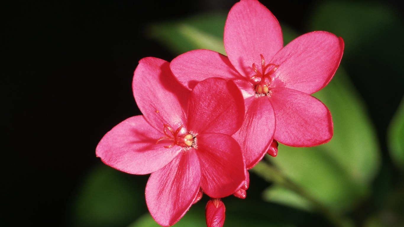 Pairs of flowers and green leaves wallpaper (2) #1 - 1366x768